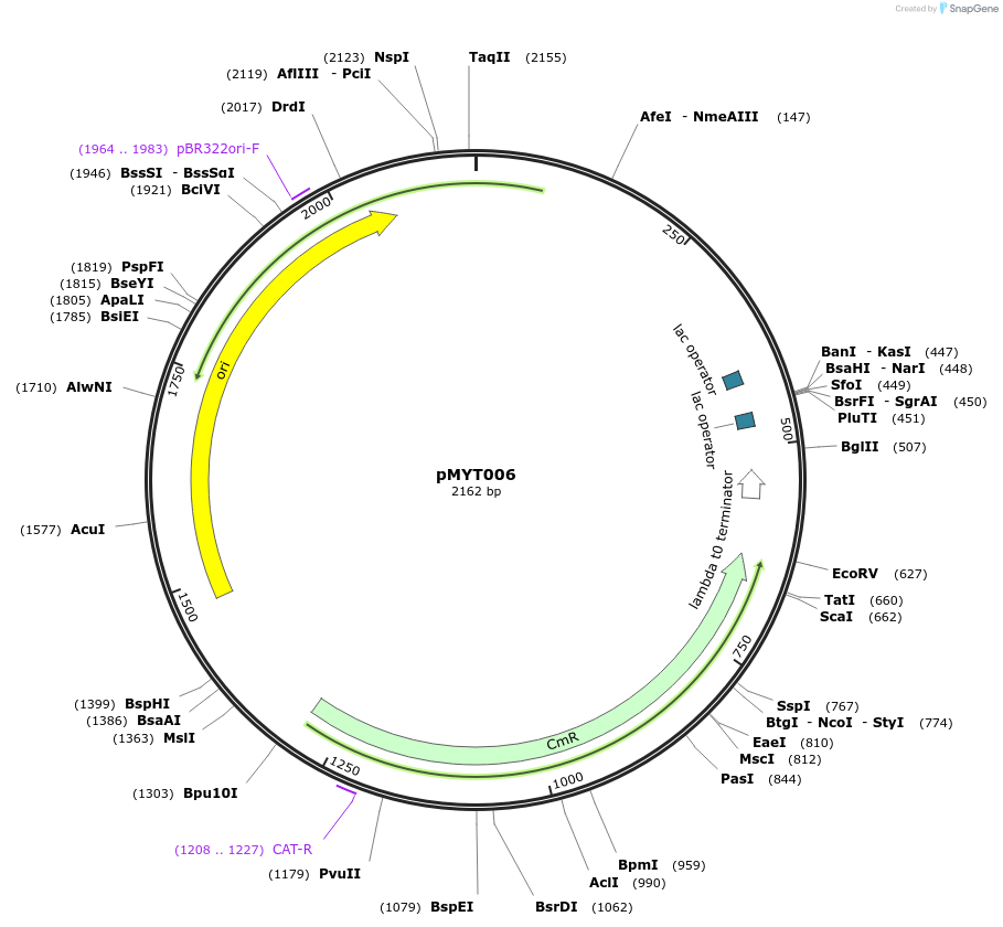 203322-plasmid-map-sequence-id-398418