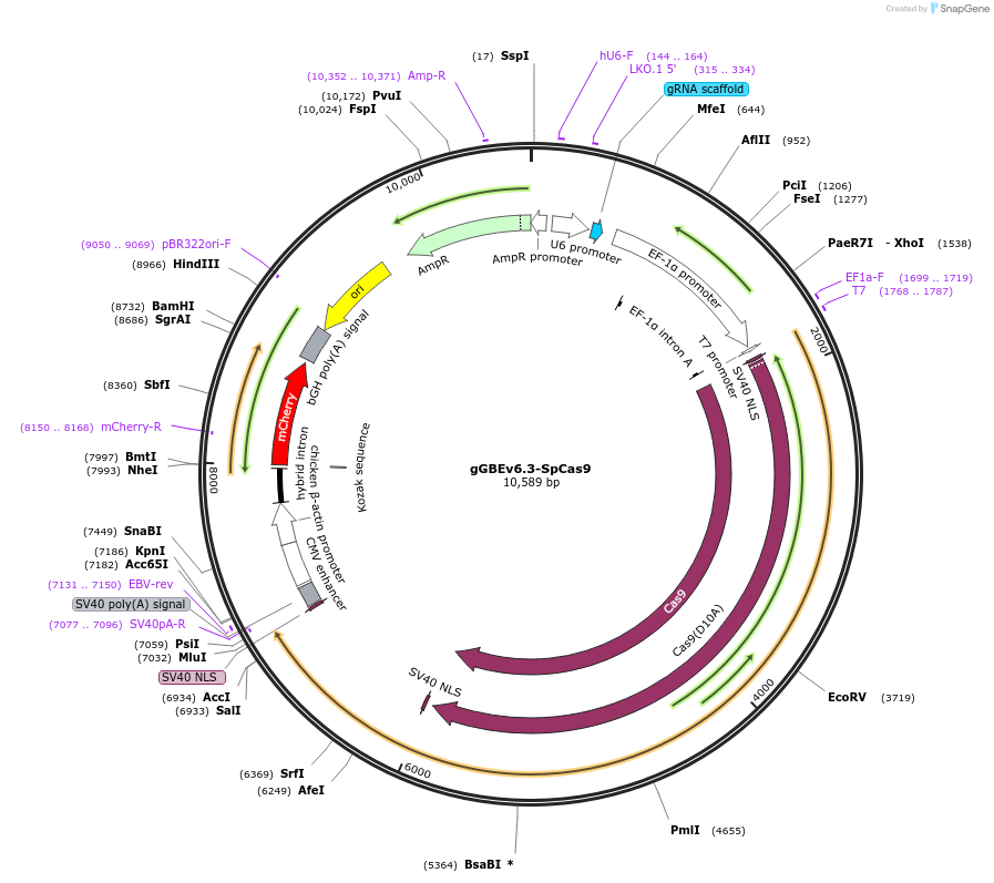 202629-plasmid-map-sequence-id-398425