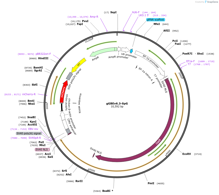 202630-plasmid-map-sequence-id-398429