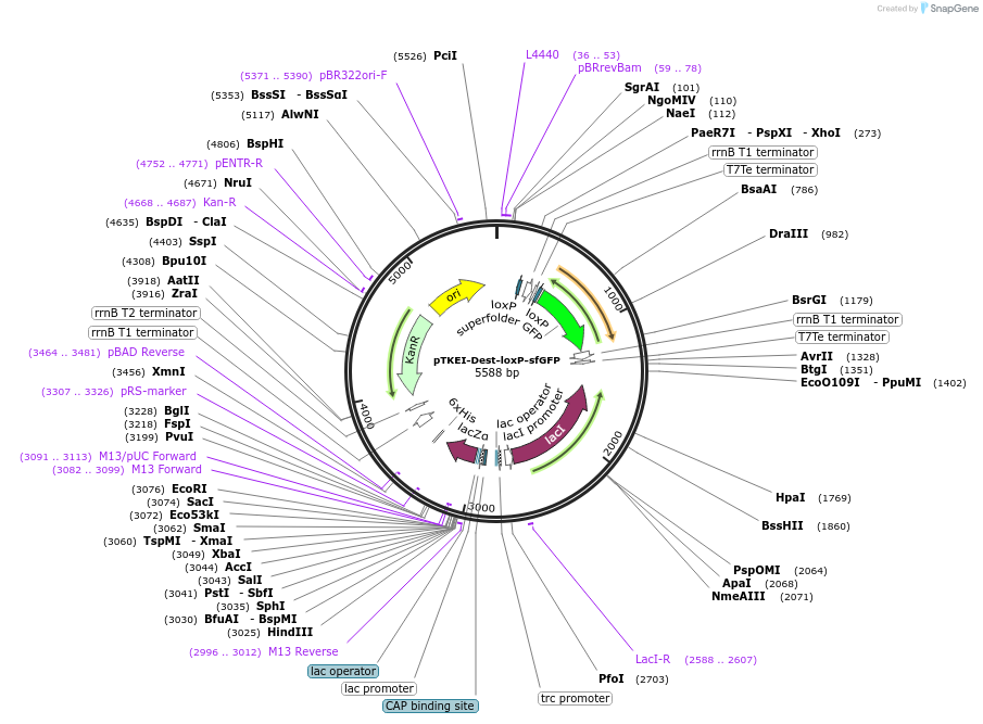 202715-plasmid-map-sequence-id-398437