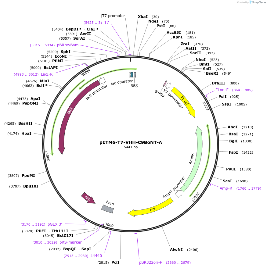 202490-plasmid-map-sequence-id-398439