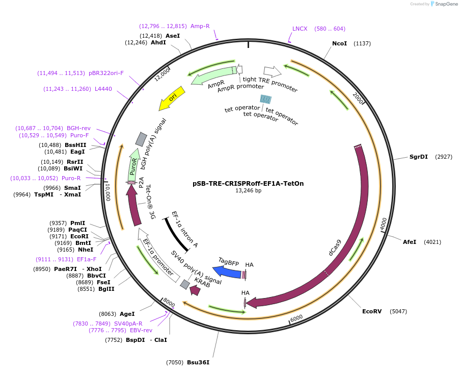 203355-plasmid-map-sequence-id-398440