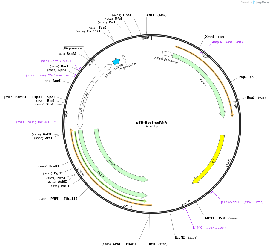 203359-plasmid-map-sequence-id-398442