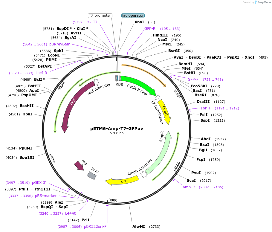 202463-plasmid-map-sequence-id-398447
