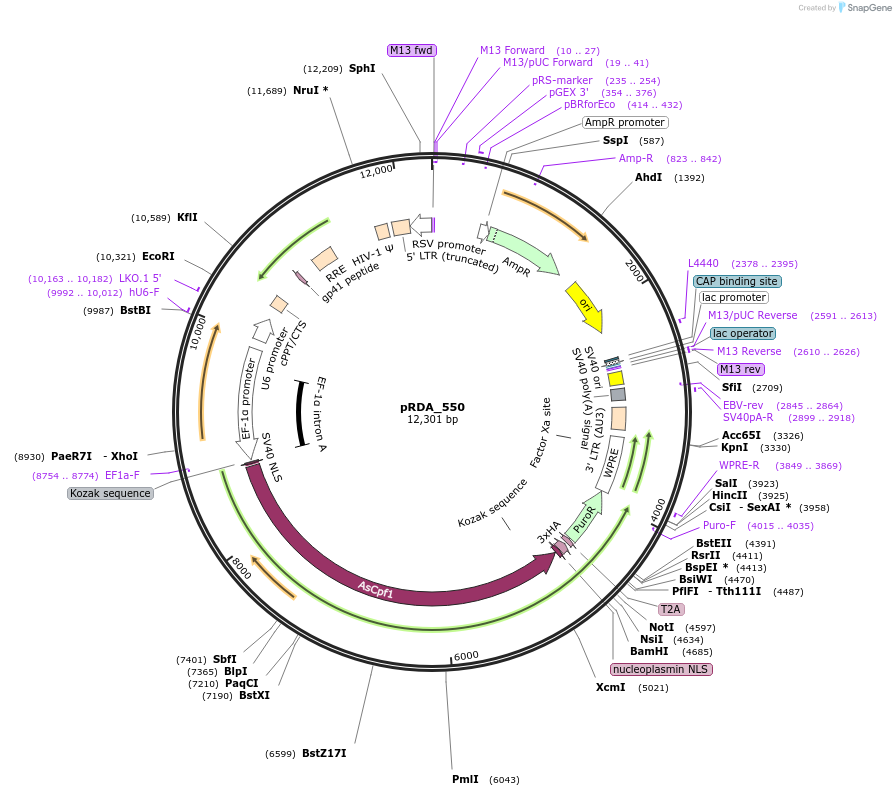 203398-plasmid-map-sequence-id-398453