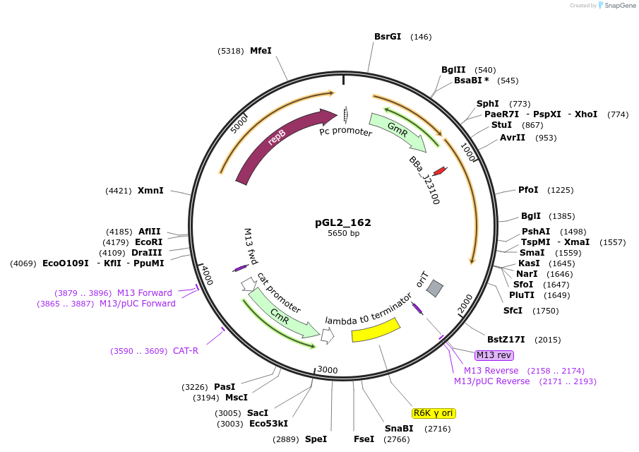 199094-plasmid-map-sequence-id-398529