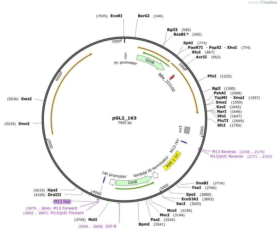 199095-plasmid-map-sequence-id-398532