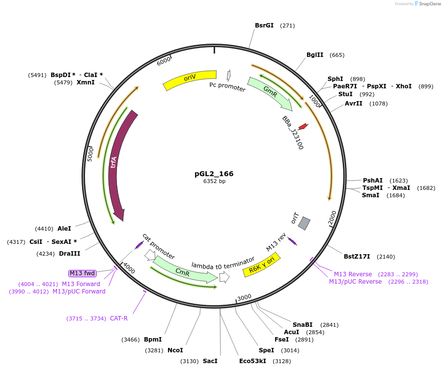 199098-plasmid-map-sequence-id-398535