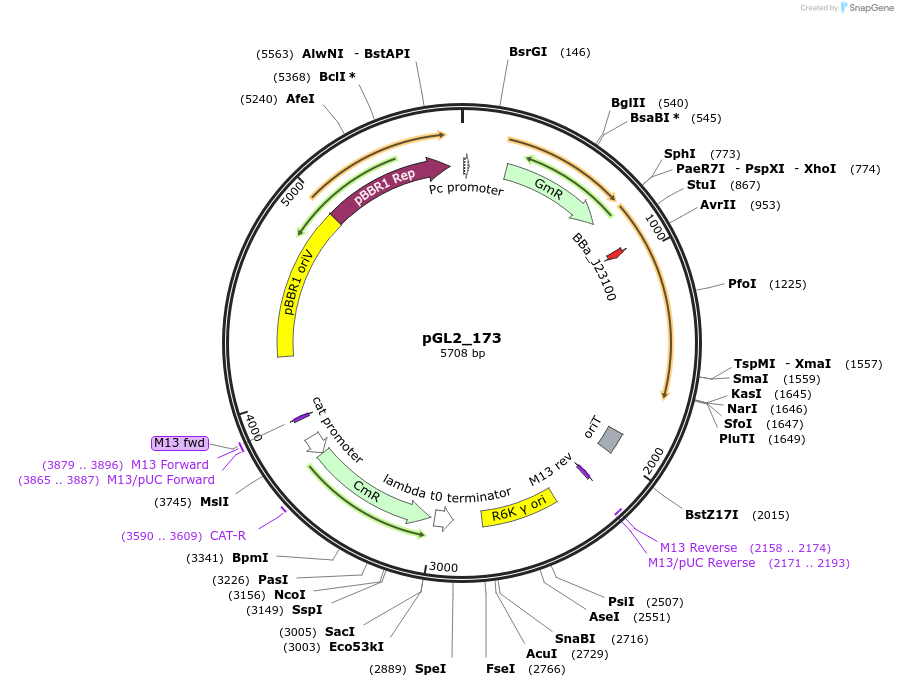 199105-plasmid-map-sequence-id-398547
