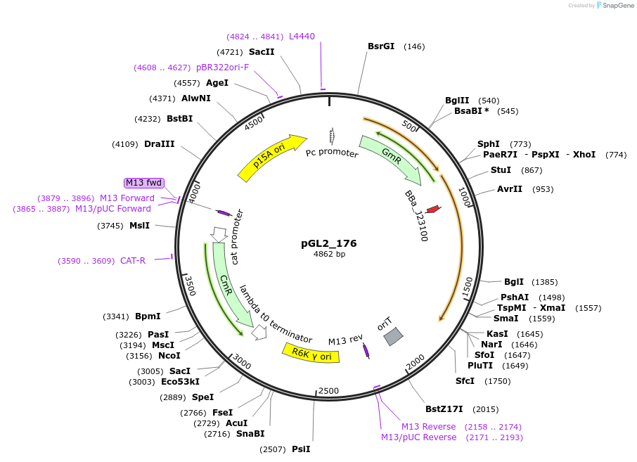 199108-plasmid-map-sequence-id-398552