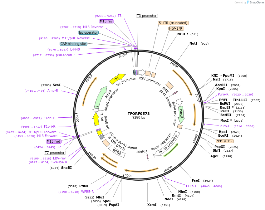 143047-plasmid-map-sequence-id-398620