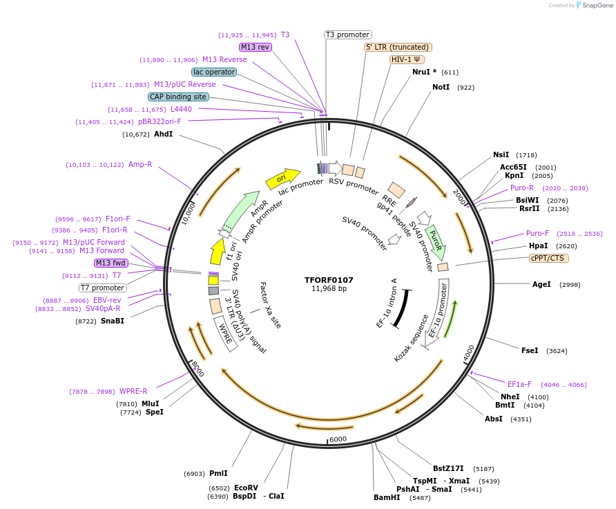 143010-plasmid-map-sequence-id-398675