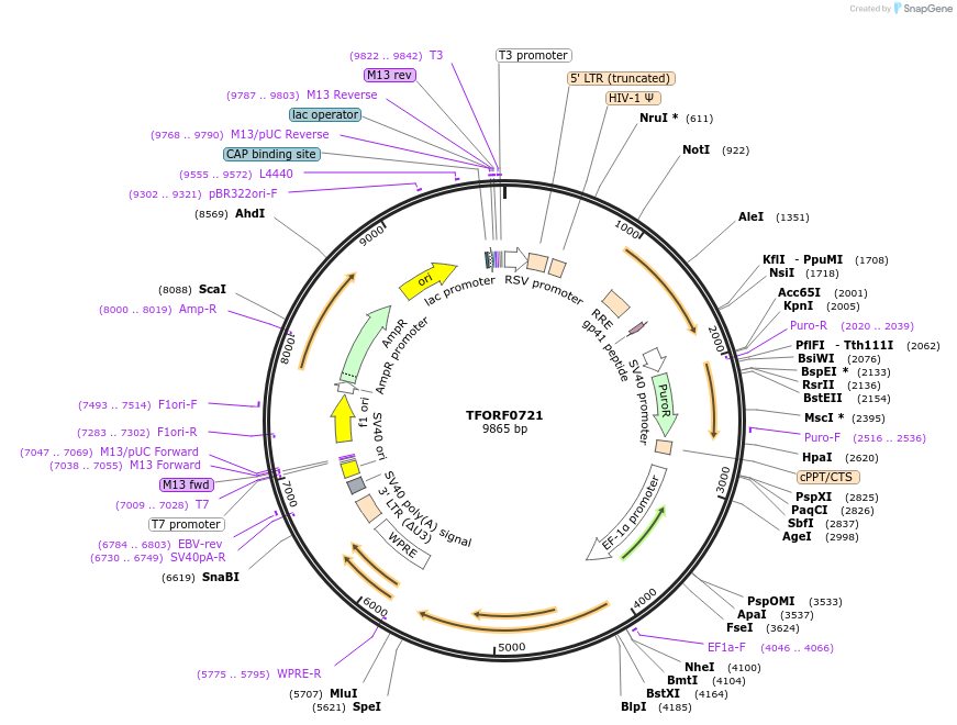 143069-plasmid-map-sequence-id-398743