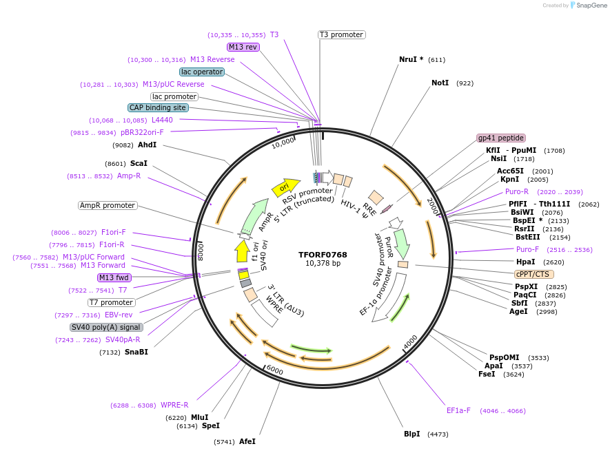 143075-plasmid-map-sequence-id-398889