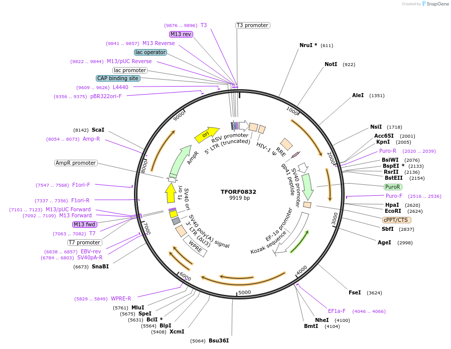 141725-plasmid-map-sequence-id-398934