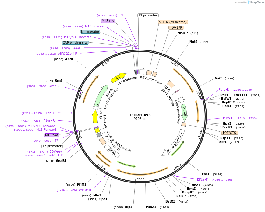 143031-plasmid-map-sequence-id-398936