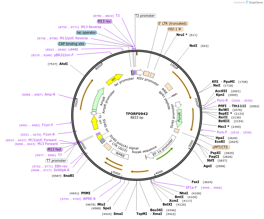 143084-plasmid-map-sequence-id-398983
