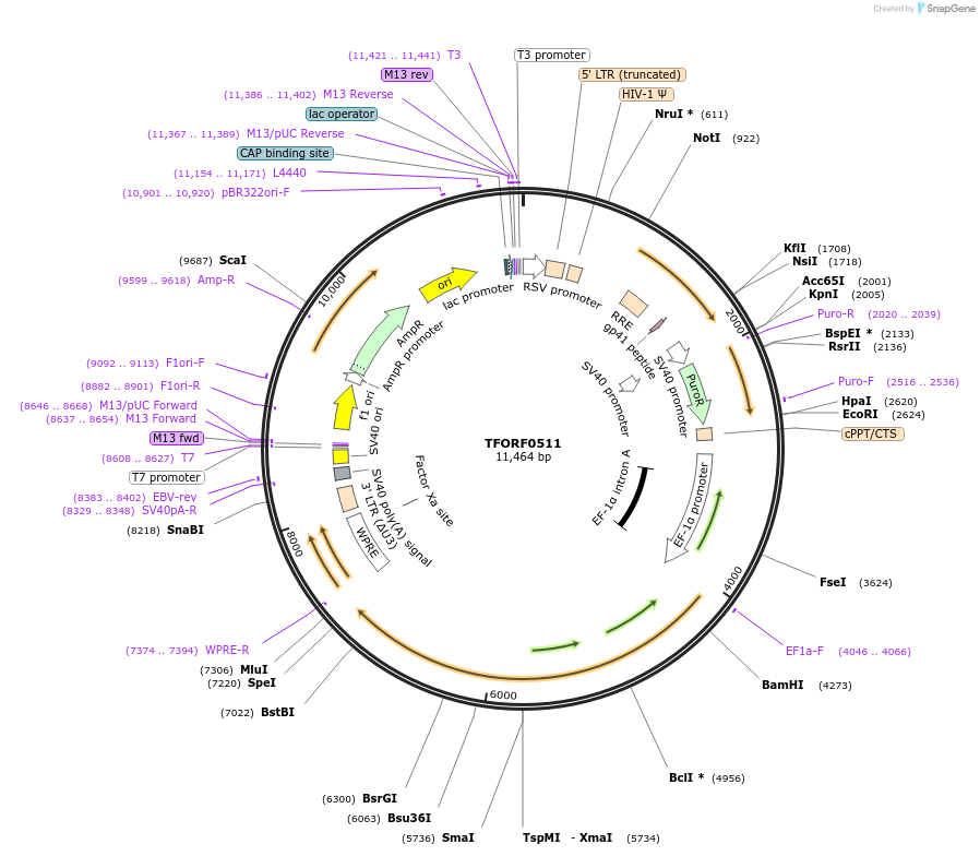 143037-plasmid-map-sequence-id-399005