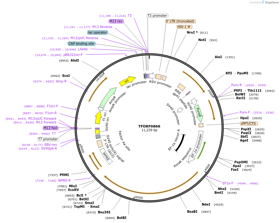 143078-plasmid-map-sequence-id-399009