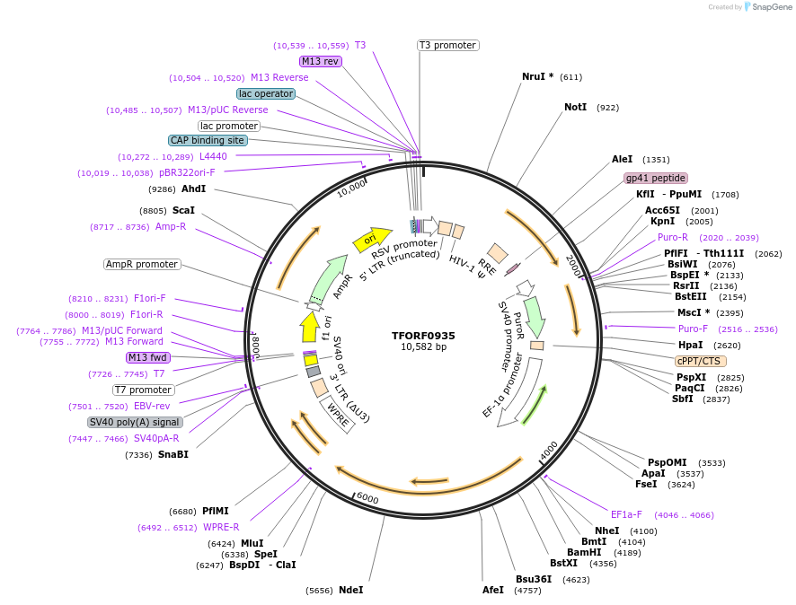 143082-plasmid-map-sequence-id-399010