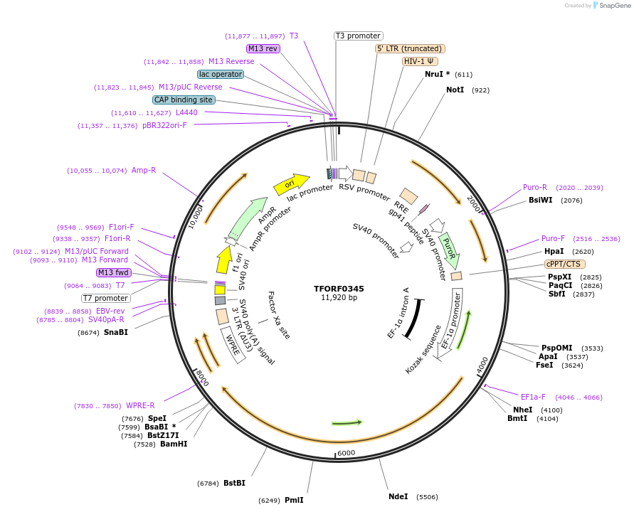 143019-plasmid-map-sequence-id-399016