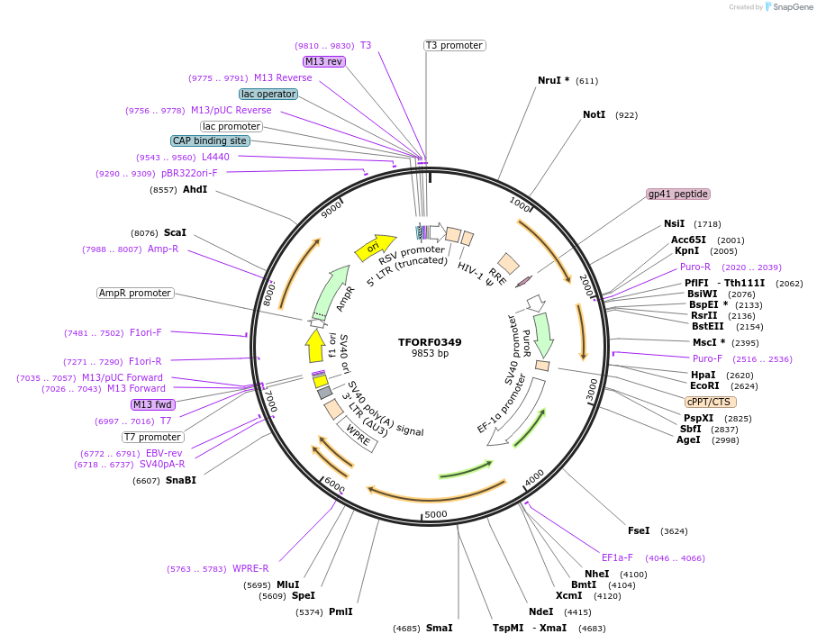 143020-plasmid-map-sequence-id-399019