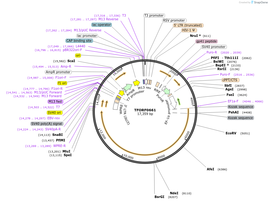 143062-plasmid-map-sequence-id-399021