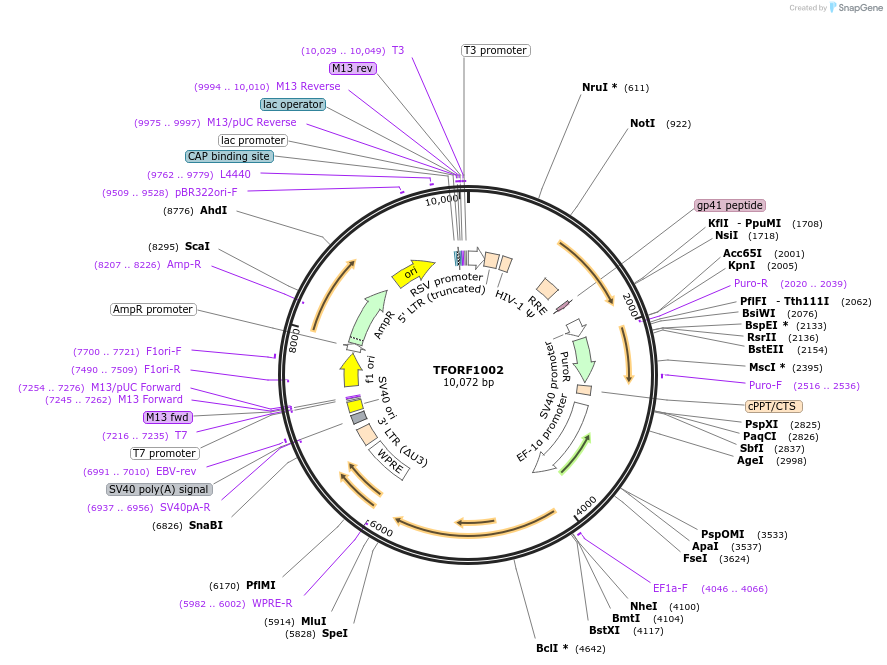143088-plasmid-map-sequence-id-399025