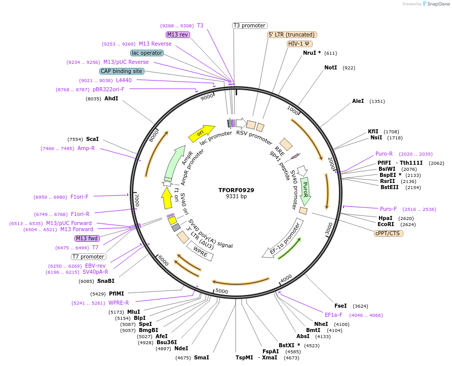 143081-plasmid-map-sequence-id-399026