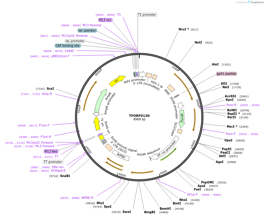 143013-plasmid-map-sequence-id-399030