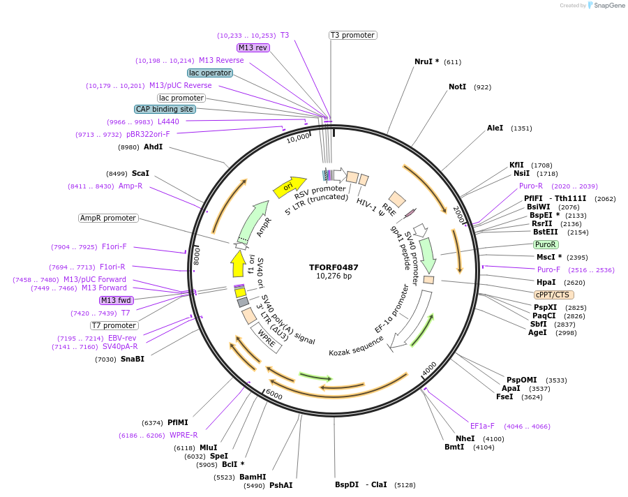 143028-plasmid-map-sequence-id-399032
