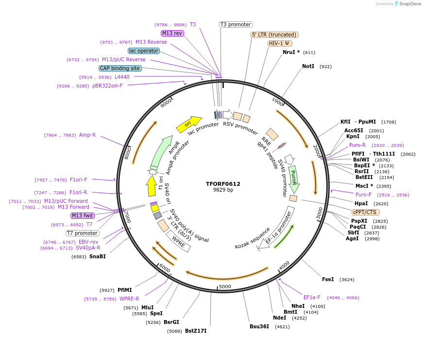 143054-plasmid-map-sequence-id-399034