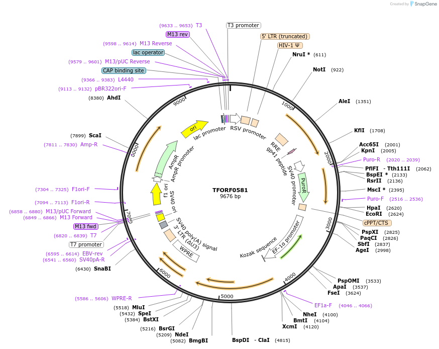 143048-plasmid-map-sequence-id-399035