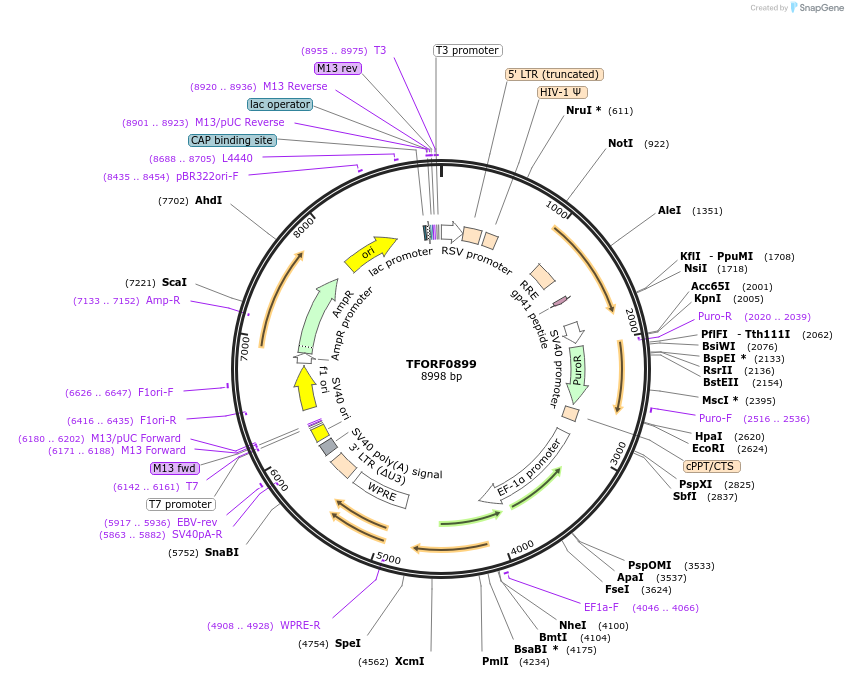 143080-plasmid-map-sequence-id-399036