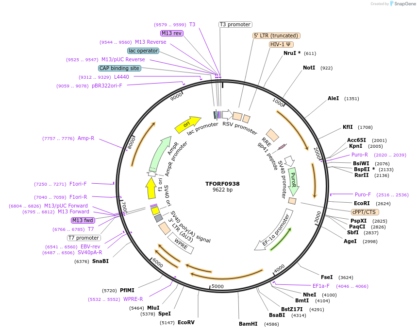 143083-plasmid-map-sequence-id-399038