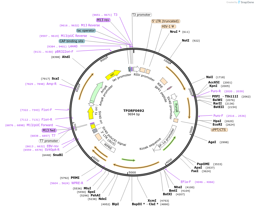 143064-plasmid-map-sequence-id-399043