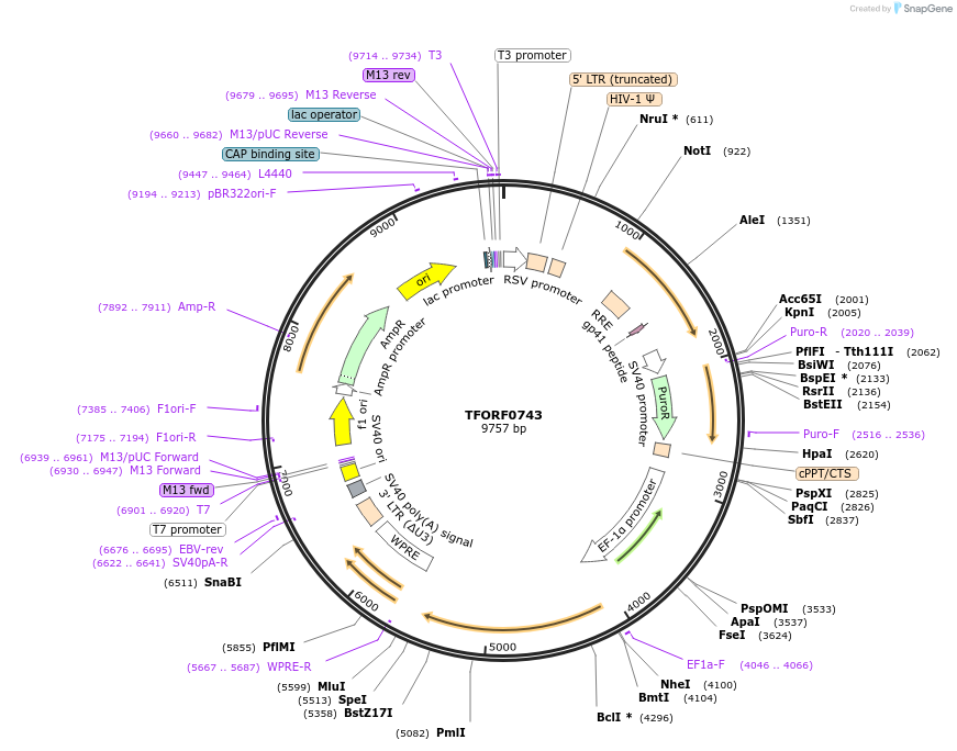 143073-plasmid-map-sequence-id-399044