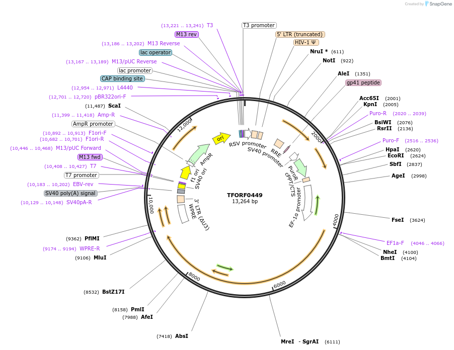 143027-plasmid-map-sequence-id-399046