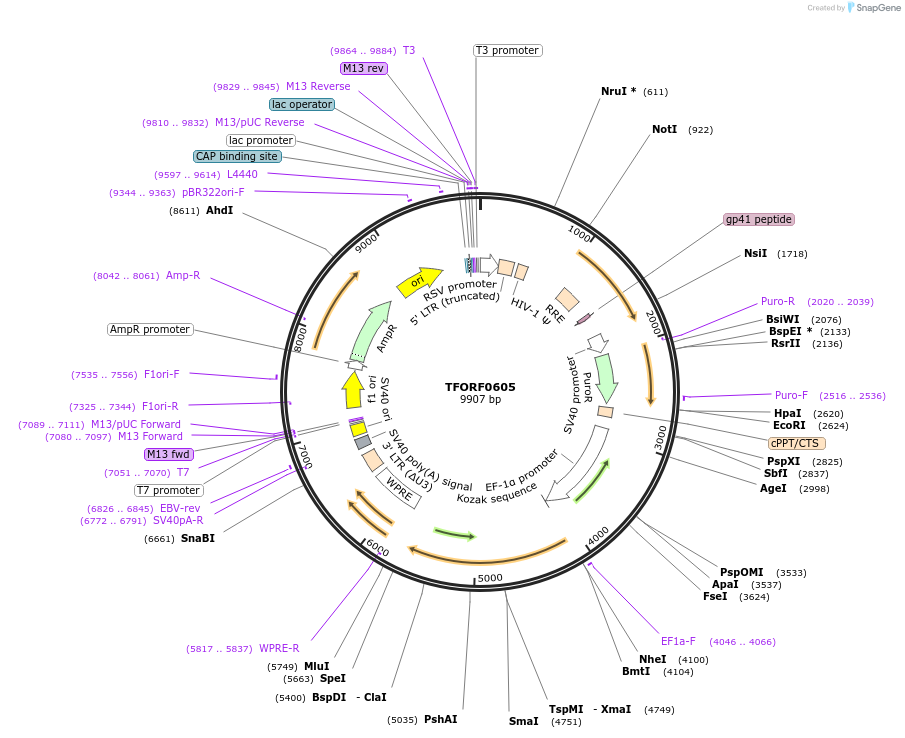 143053-plasmid-map-sequence-id-399049