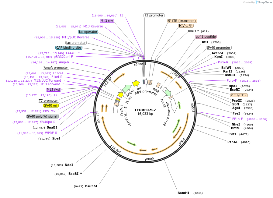 143074-plasmid-map-sequence-id-399050