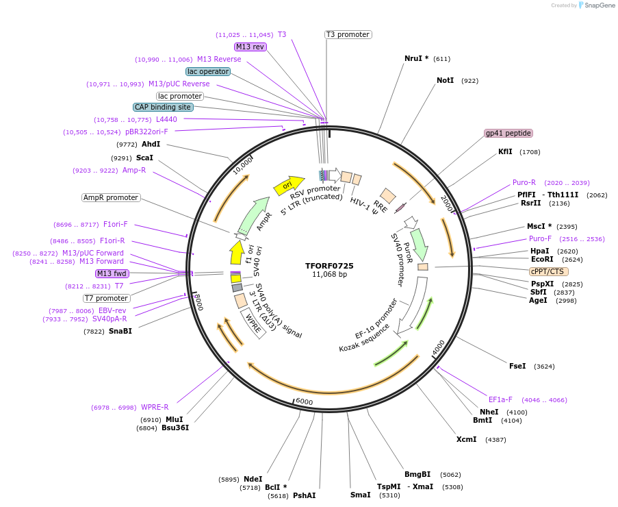 143071-plasmid-map-sequence-id-399051