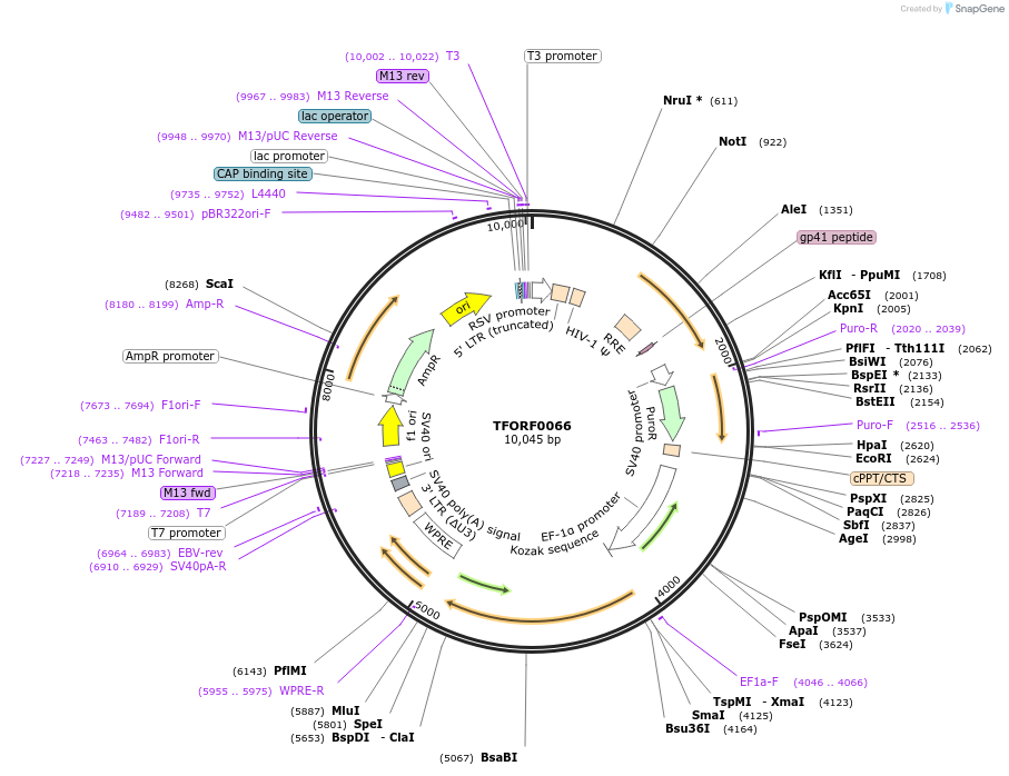 143008-plasmid-map-sequence-id-399054