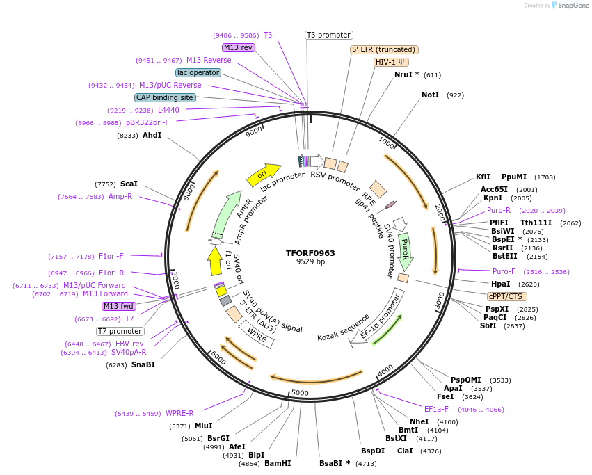 143085-plasmid-map-sequence-id-399057