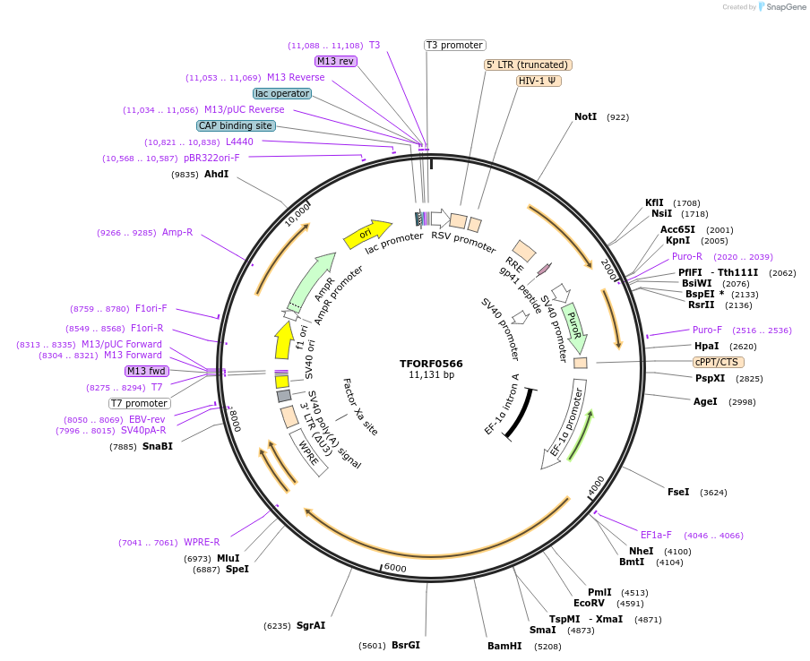 143045-plasmid-map-sequence-id-399058