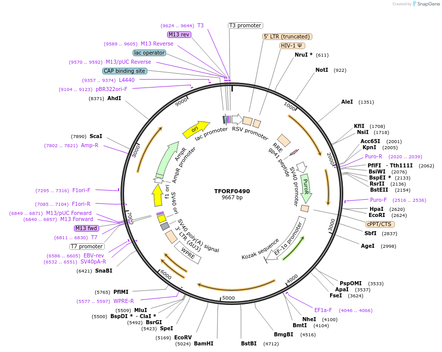 143030-plasmid-map-sequence-id-399059