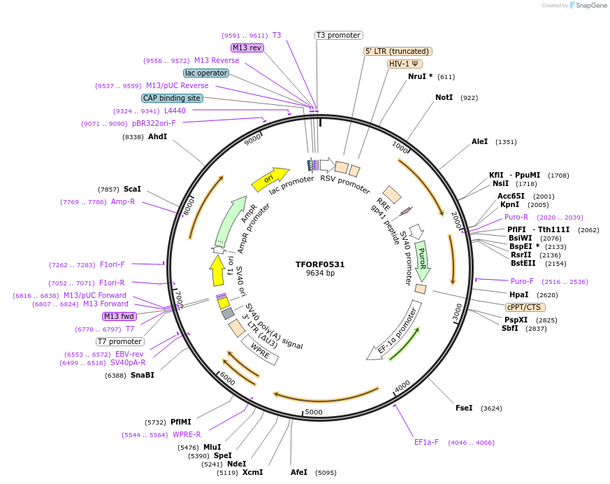 143039-plasmid-map-sequence-id-399061