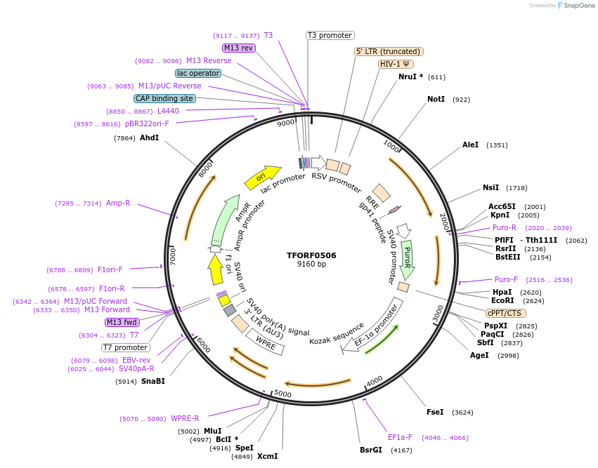 143034-plasmid-map-sequence-id-399062