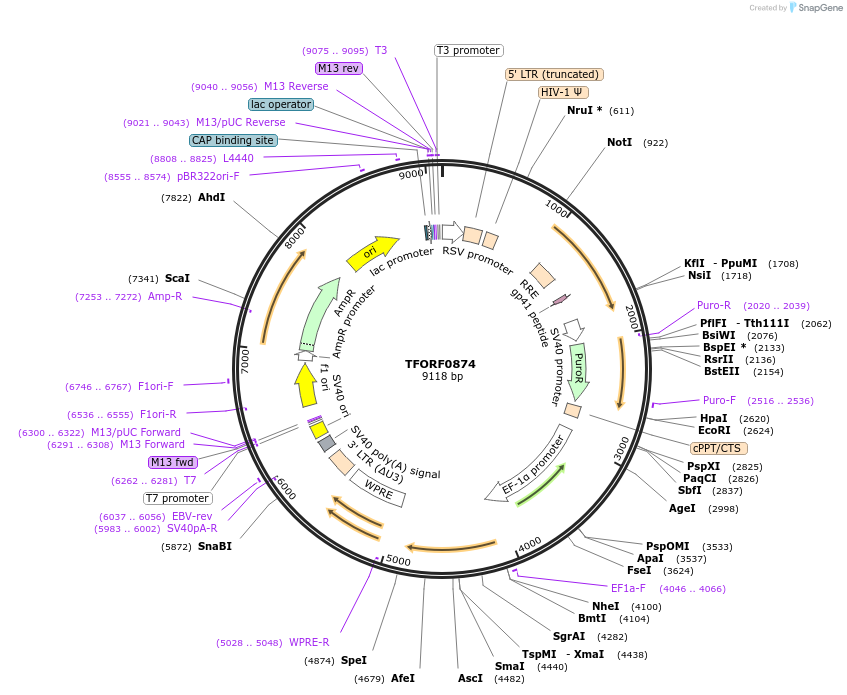 141745-plasmid-map-sequence-id-399063