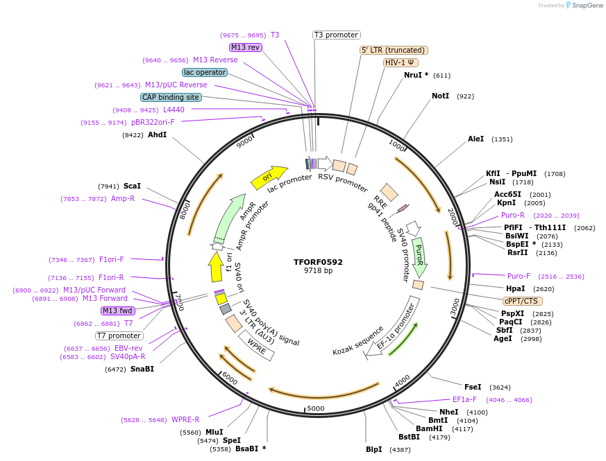 143051-plasmid-map-sequence-id-399064
