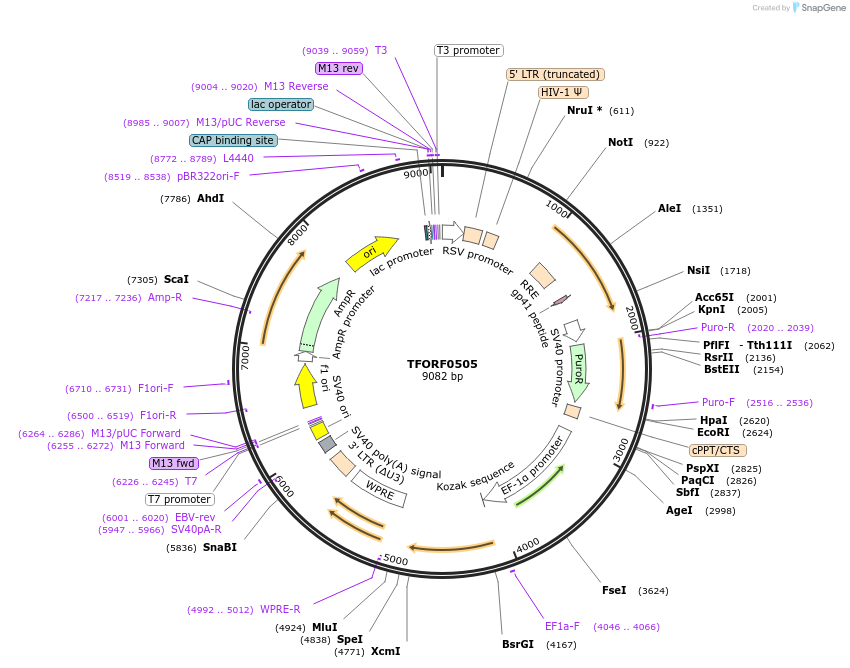 143033-plasmid-map-sequence-id-399066